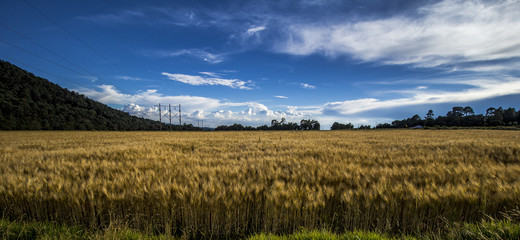 Fototapeta premium wheat field