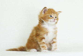 cute striped kitten