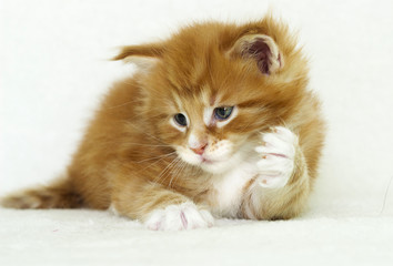 cute kitten raises paw up