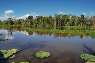 The River Amazon in the Amazon jungle near Manaus in Brazil.