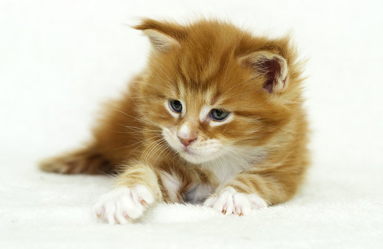 tabby kitten raises his paw up