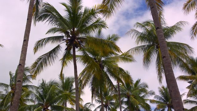 Coconut palm tree under blue sky. Summer vacation holiday and nature travel adventure concept. Relaxing weekend near seaside.