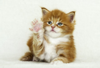 Maine Coon Ginger Tabby Kitten
