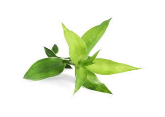 Fototapeta premium Beautiful green bamboo leaves on white background