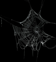 Real frost covered spider web isolated on black - 227369338