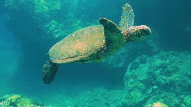Turtle cruising over reef