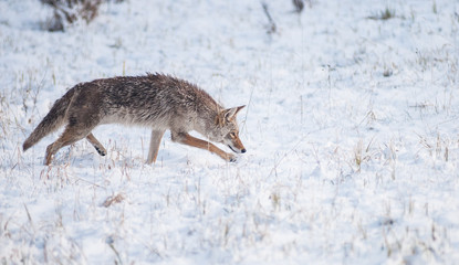 Obraz premium Coyotes in winter