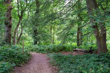 Fototapeta na wymiar Path through Banstead woods