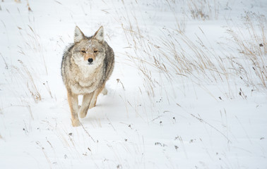 Coyotes in winter