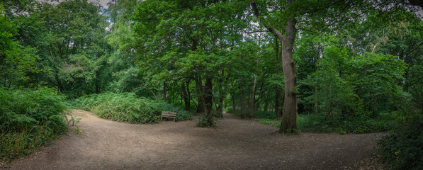 Panoramic view of the path through Banstead woods