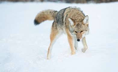 Coyotes in winter