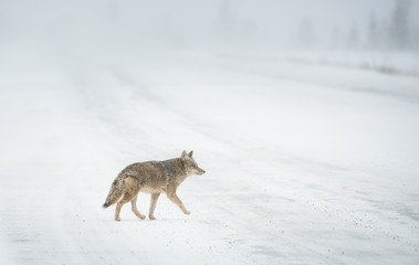 Fototapeta premium Coyotes in winter