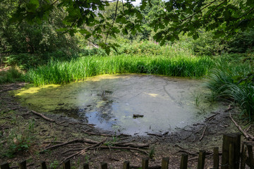 Small water pond in Banstead woods
