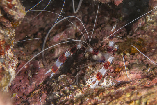 Boxer shrimp in the Red Sea