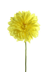 Beautiful yellow dahlia flower on white background