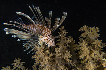 Lionfish in the Red Sea