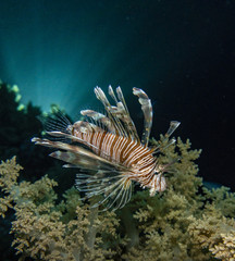 Naklejka na ściany i meble Lionfish in the Red Sea