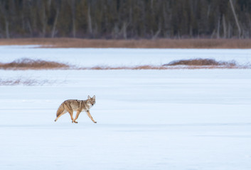Fototapeta na wymiar Coyotes in winter