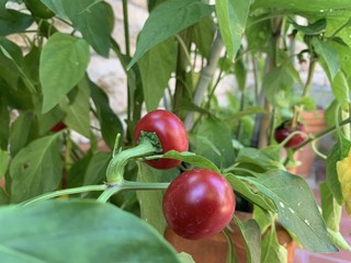 round red hot peppers |in the garden.