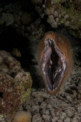 Giant moray eel in the Red Sea