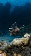 Lionfish in the Red Sea