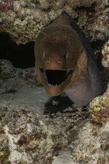 Giant moray eel in the Red Sea