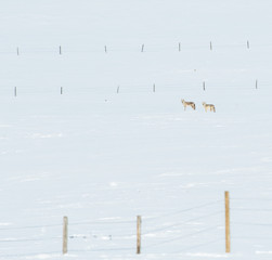 Coyotes in winter