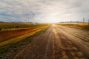 Cattle and wind turbines on the fields of southern Alberta, Canada.