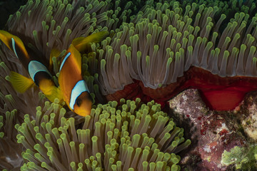 Clownfish and anemonefish in the Red Sea