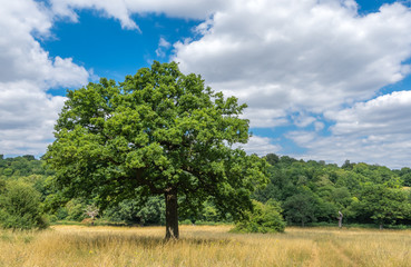 Fototapeta na wymiar Large tree in Banstead woods