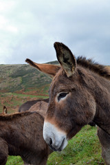 A herd of donkeys in a field, in the country