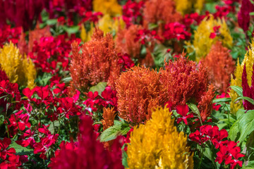 Abundance of colorful flowers in spring