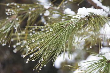 Naklejka na ściany i meble After first snow. Pine branch in water drops.