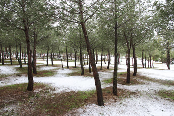 First snow in a pine forest.