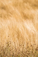 Yellow hay in the field