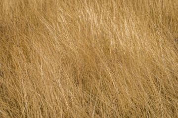 Yellow hay in the field