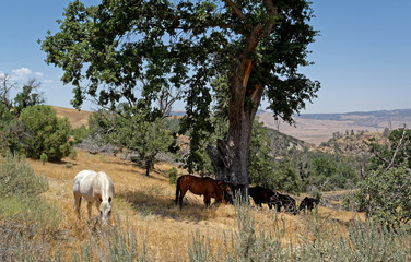 Fototapeta premium horses