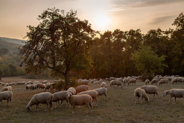 Schafherde im Abendlicht Herbst