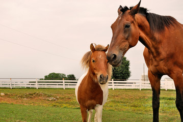 Obraz premium horses