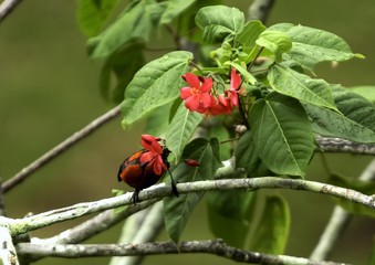 A Micronesian Myzomela (myzomela rubratra) on a branch of a tree in Chuuk State, Micronesia
