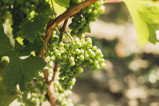 Sunny agriculture./ Grapes on vine in vineyard, south Poland