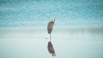 Heron