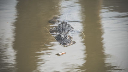 Crocodile