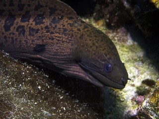 A brown Moray Eel in Truk Lagoon, Micronesia