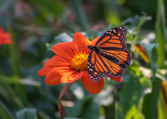 butterfly on a flower