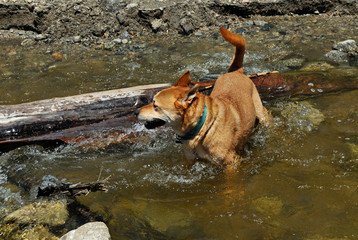 dog playing in water - 227374700
