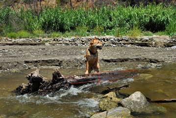 dog playing in water - 227374744