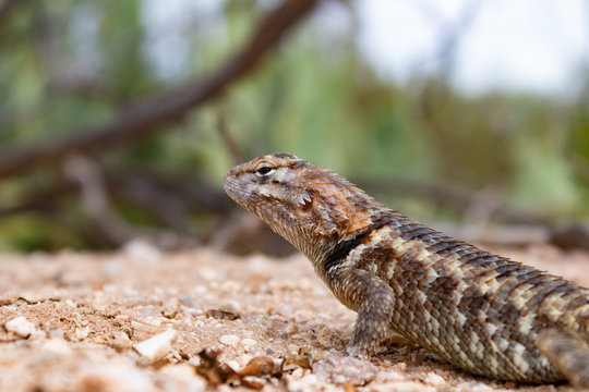Female desert spiny lizard in the Sonoran desert with green prickly pear cacus in the distance and brown branches. Pima County, Tucson, Arizona. October of 2018.