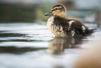 Mallard duck