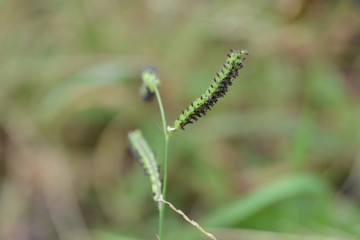 Dallis grass (Paspalum dilatatum)